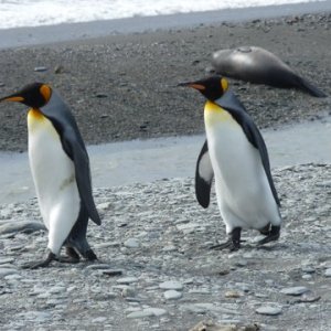 Von Pinguinen, Seebären und Seeleoparden –        eine sommerliche Reise in die Antarktis